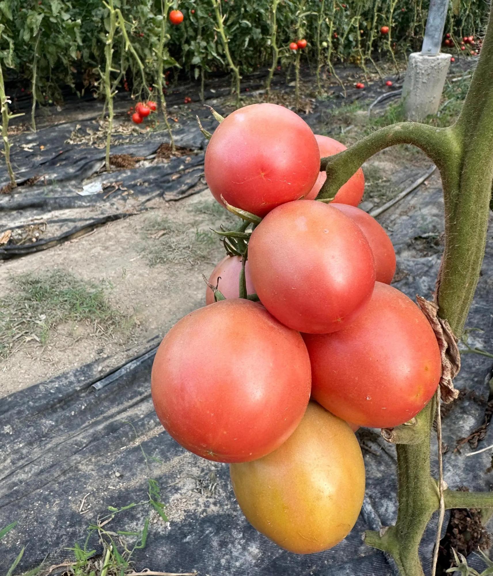 Naturally grown tomatoes at Gruntek.jpg